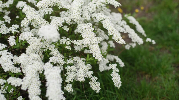 美丽的自然背景 白色的花朵 斯皮瑞亚的花朵靠得很近长格式的横幅春夏概念 — 图库照片