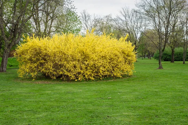 Parque Primavera Con Césped Verde Arbusto Amarillo Brillante Forsythia Europaea — Foto de Stock