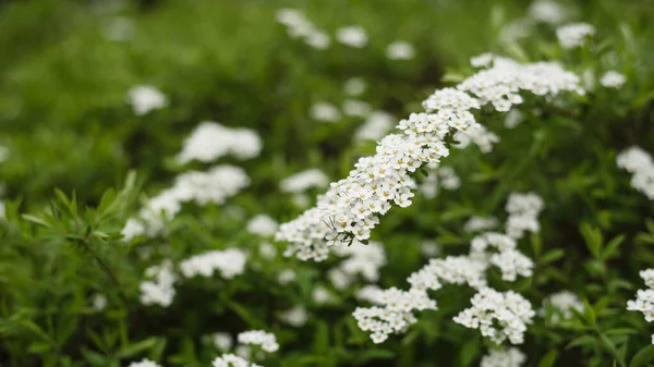 Fundo Natural Bonito Com Flores Brancas Spiraea Flores Fechar Banner — Fotografia de Stock