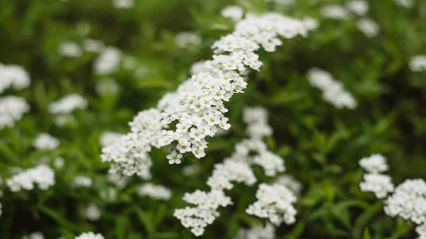 Gyönyörű Természetes Háttér Fehér Virágok Spiraea Virágok Összezárulnak Hosszú Formátumú — Stock Fotó