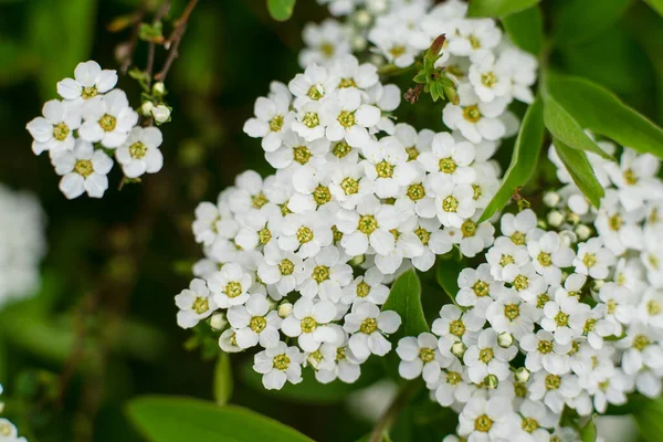 Gyönyörű Természetes Háttér Fehér Virágok Spiraea Virágok Összezárulnak Hosszú Formátumú — Stock Fotó