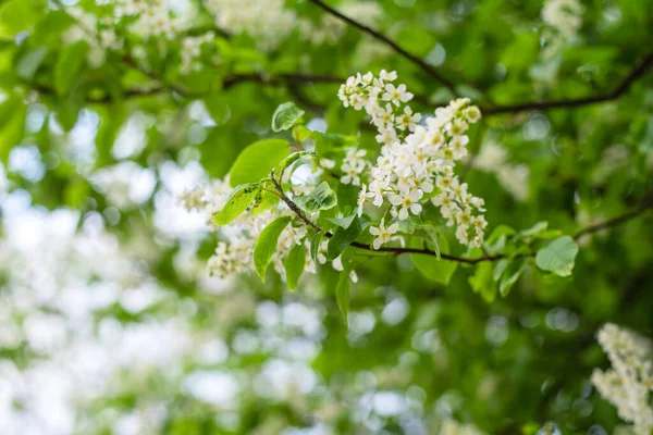 鳥の桜 閉めろ 自然な背景 春のコンセプト — ストック写真