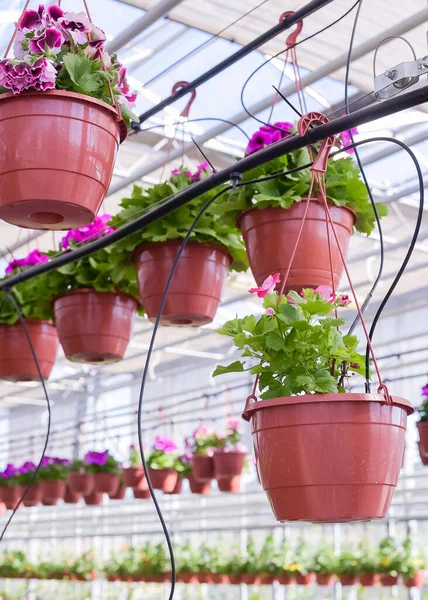 Pétunias Pots Fleurs Pots Dans Une Serre Belle Maison Verdure — Photo