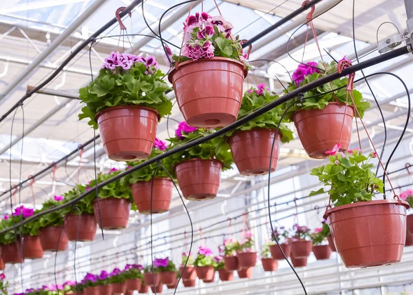 Pétunias Pots Fleurs Pots Dans Une Serre Belle Maison Verdure — Photo