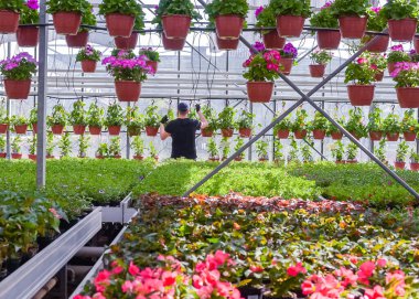 Güzel çiçek yeşili ev. Bahçe merkezinde çalışan bir çiçekçi. Bitki fideleri yetiştirmek için sera. Çiçek fidanlığında çiçek açan bitkiler.