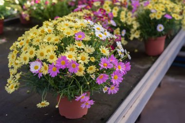 Bir serada saksıda çiçekler. Güzel çiçek açan yeşil ev. Bitki fideleri yetiştirmek için sera. Çiçek fidanlığında çiçek açan bitkiler. Argyranthemum (Marguerite, Marguerite papatya, dill daisy)).