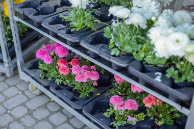 Satılık saksılarda çok renkli düğün çiçekleri. Bahçe merkezindeki seranın yanındaki raflarda çiçekler. Bitki fideleri yetiştirmek için sera. Çiçek fidanlığında çiçek açan bitkiler. Bitkiler.