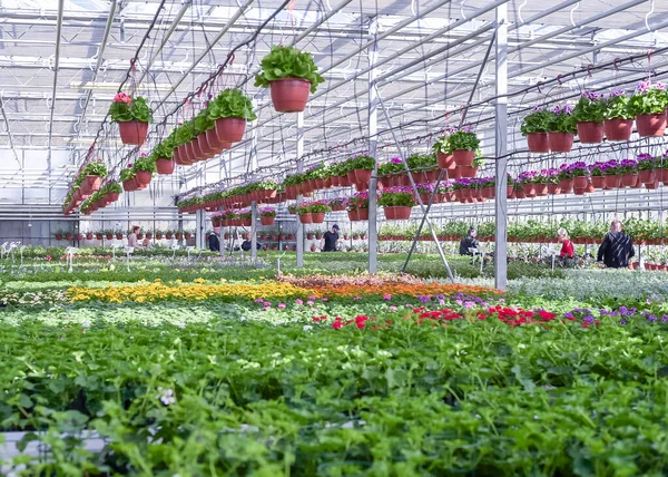Beautiful blooming green house. People choose plants to buy in the greenhouse. Greenhouse for growing seedlings of plants. Flowering plants in a flower nursery. Flowers in pots for growing in the garden and balcony in spring.