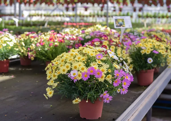Flowers in pots in a greenhouse. Beautiful blooming green house. Greenhouse for growing seedlings of plants. Flowering plants in a flower nursery. Argyranthemum (marguerite, marguerite daisy, dill daisy).