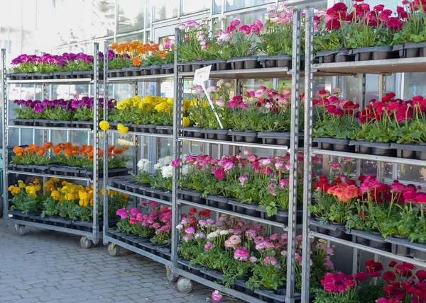 stock image Multi-colored buttercup flowers in pots for sale. Flowers on racks near the greenhouse in the garden center. Greenhouse for growing seedlings of plants. Flowering plants in a flower nursery. Plants.