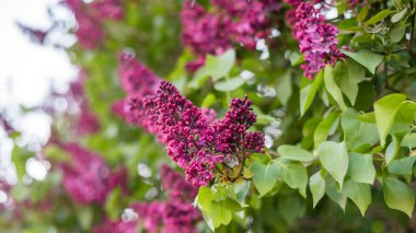 Çiçekli leylak. güzel çiçek arkaplanı