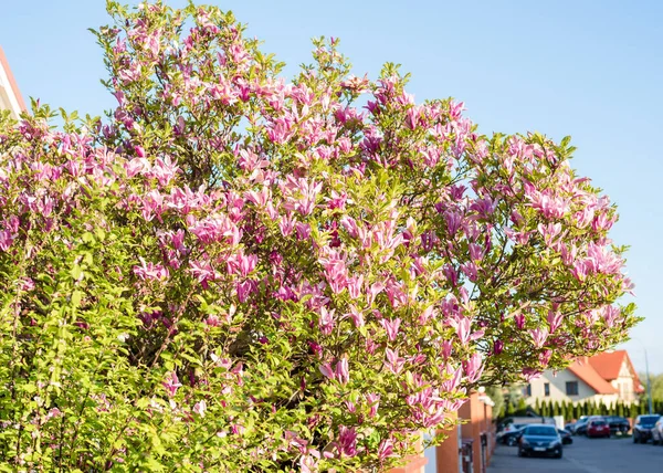 Gorgeous blooming pink magnolia in the private sector of Europe.