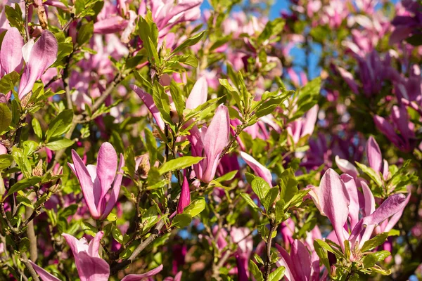 Wspaniała Kwitnąca Różowa Magnolia Przeciwko Błękitnemu Niebu Długi Baner Panoramiczny — Zdjęcie stockowe