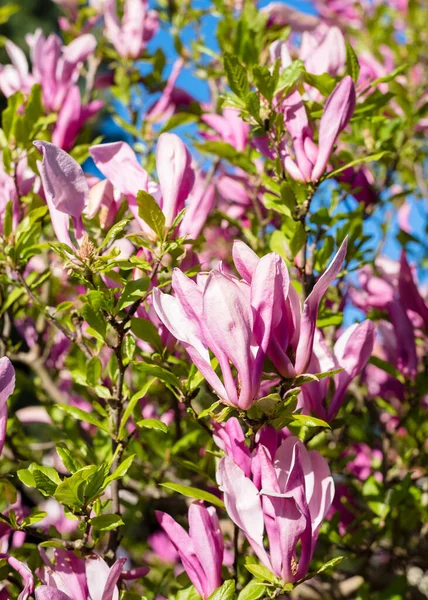 stock image Gorgeous blooming pink magnolia against the blue sky. natural flower background