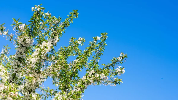 青空と桜の開花枝 — ストック写真