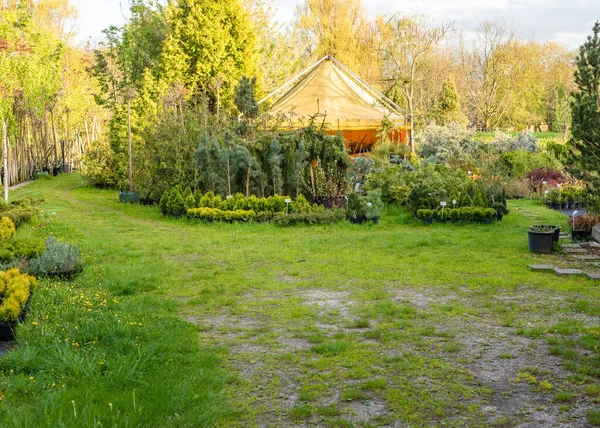 stock image Sale of trees, thujas and seedlings. Area where plants are sold and grown