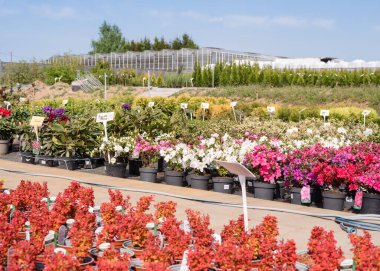 Organik sera. Bitki fideleri yetiştirmek için sera. Çiçek fidanlığında çiçek açan bitkiler. Bitkiler.