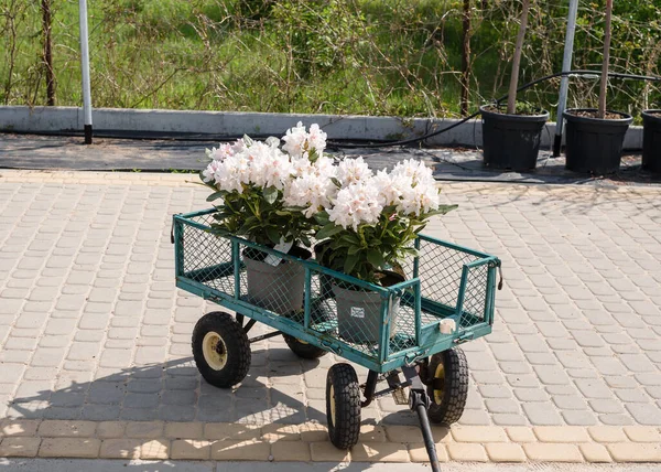 Vita Rhododendron Krukor Vagn Ekologisk Gård — Stockfoto