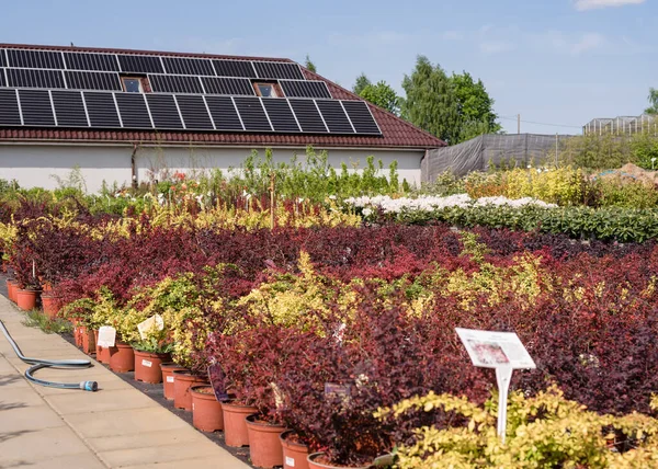 Organic greenhouse farm. Solar panels, energy saving, eco friendly organic farm. Flowering plants in a flower nursery. Plants.