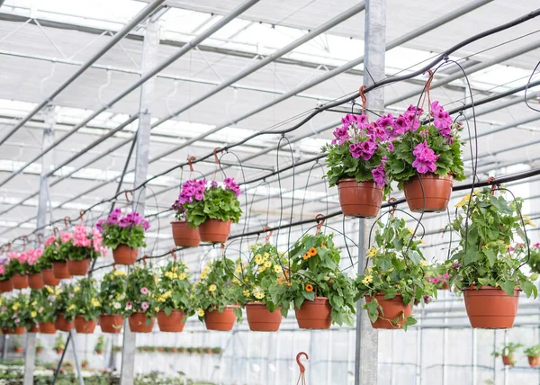 Petunias in pots. Flowers in pots in a greenhouse. Beautiful blooming green house. Greenhouse for growing seedlings of plants. Flowering plants in a flower nursery.