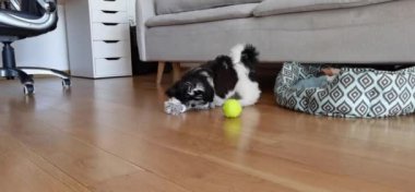 Köpek yavrusu topla oynuyor, Shih Tzu yavrusu eğleniyor. Yüksek kaliteli FullHD görüntüler