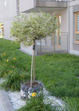 Bir apartmanın modern avlusunda dekoratif söğüt ağacı. Yüksek kalite fotoğraf