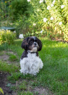 Yazın Çimen Üzerinde Siyah ve Beyaz Shih Tzu Köpeği. Yüksek kalite fotoğraf