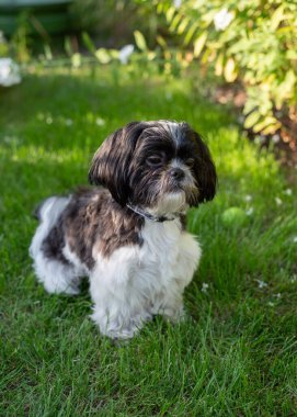 Yazın Çimen Üzerinde Siyah ve Beyaz Shih Tzu Köpeği. Yüksek kalite fotoğraf