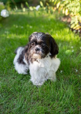 Yazın Çimen Üzerinde Siyah ve Beyaz Shih Tzu Köpeği. Yüksek kalite fotoğraf