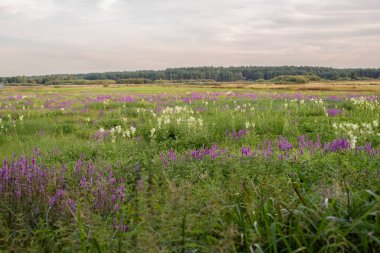 Güzel doğa, yabani çiçekler, uzaktaki orman ve sihirli gökyüzü. Köy yaz manzarası. Yüksek kalite fotoğraf