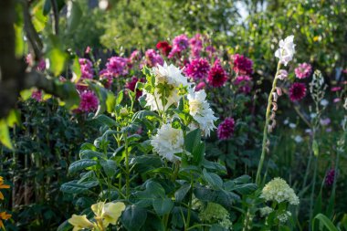 Yaz çiçekli arka plan. Ülkede çiçek açan yıldız çiçekleri. Yüksek kalite fotoğraf
