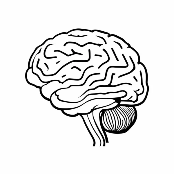 Human Brain Outlined Vector Illustration — Stock Vector