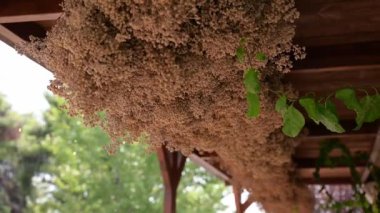 Yağmurda kurumuş sarmaşık.