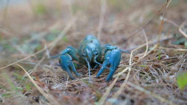 Blue Crayfish Tinggal Air Tawar — Stok Video