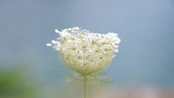 Bílá Květina Proti Modré Obloze Vysoce Kvalitní Fullhd Záběry — Stock video