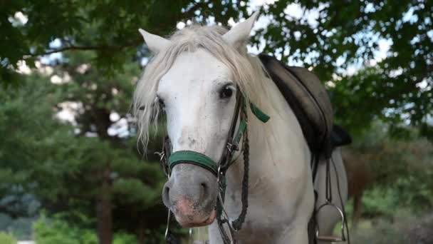 Ένα Άσπρο Άλογο Στέκεται Κουνώντας Την Ουρά Του Υψηλής Ποιότητας — Αρχείο Βίντεο