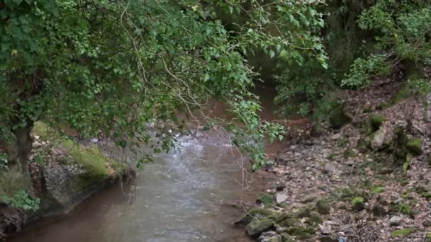 Pequeño Río Fluye Bosque Imágenes Alta Calidad — Vídeo de stock