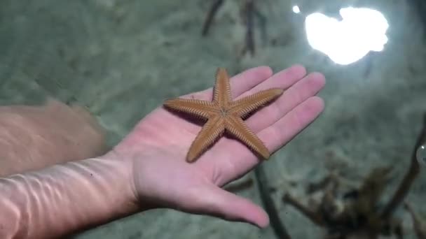 Зоряна Риба Людській Долоні Високоякісні Fullhd Кадри — стокове відео
