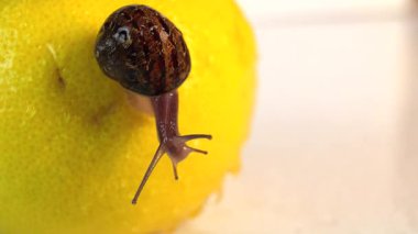 Bir salyangoz yağmurda bir limonun üzerinde oturuyor, yağmur damlalarını yakalıyor.