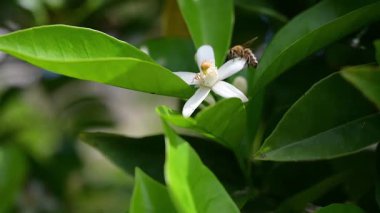 Bir arı bir çiçeğin üzerinde sürünüyor..