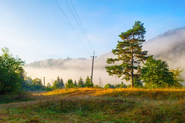 Beautiful Mountain Morning Landscape Sunrise Coniferous Trees Fog Ukraine Carpathians — Stock Fotó
