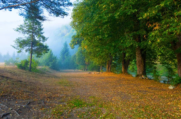 Beautiful Mountain Morning Landscape Sunrise Coniferous Trees Fog Ukraine Carpathians — Stock Photo, Image