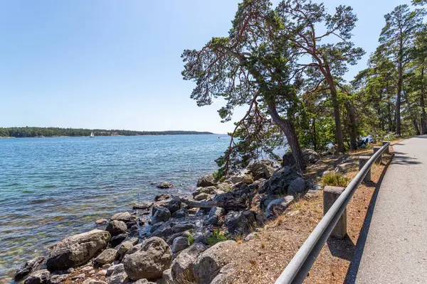 Όμορφη Φύση Της Σουηδίας Κωνοφόρα Δέντρα Στην Ακτή Φύση Τοπία Εικόνα Αρχείου