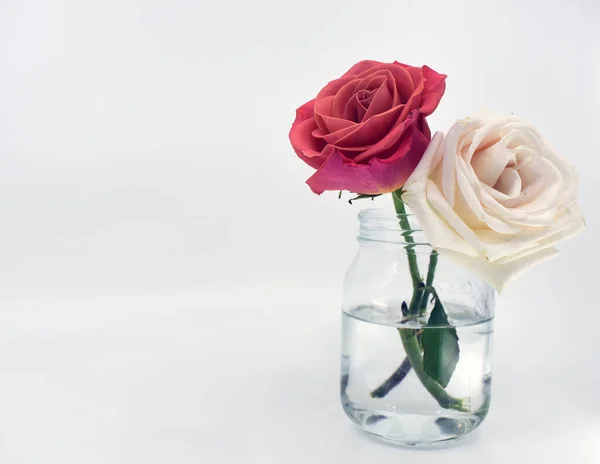 pink roses in an old vase on a white background close up