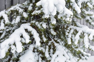 Kar ağaçları arka planda manzaralı cip