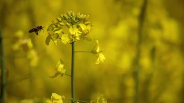 Gün batımında tarlada kır çiçekleri