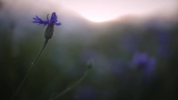 Vilde Blomster Marken Ved Solnedgang – Stock-video