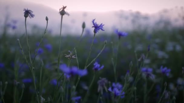 Полевые Цветы Поле Закате — стоковое видео