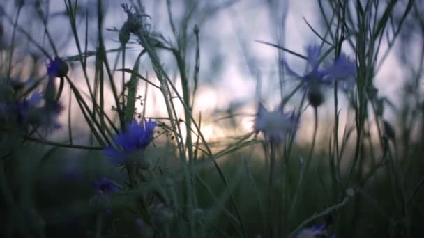 Vilda Blommor Fältet Vid Solnedgången — Stockvideo