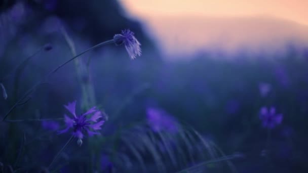 Дикорослі Квіти Полі Заході Сонця — стокове відео